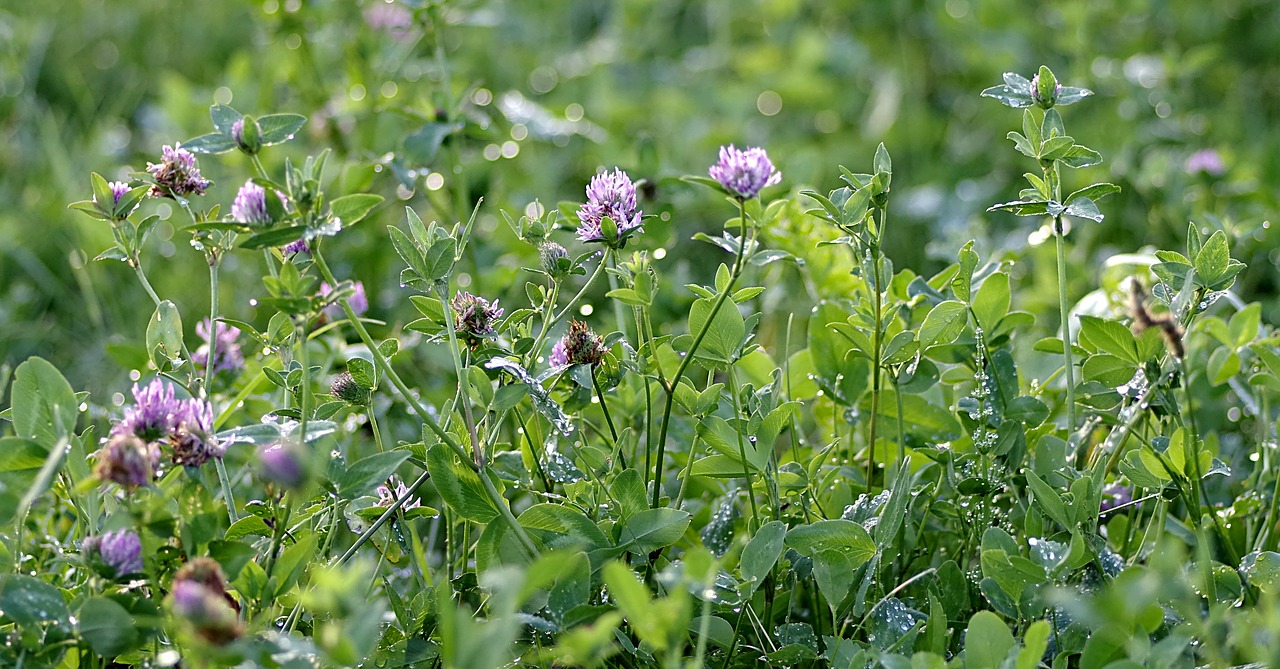 Image - clover red blue purple meadow