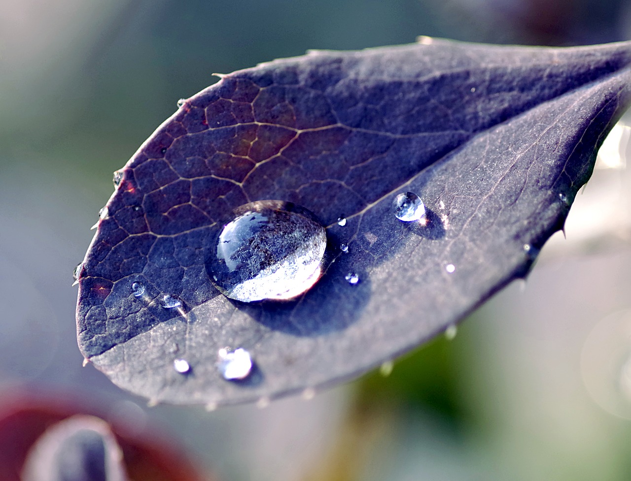 Image - a drop of leaf wet water rains