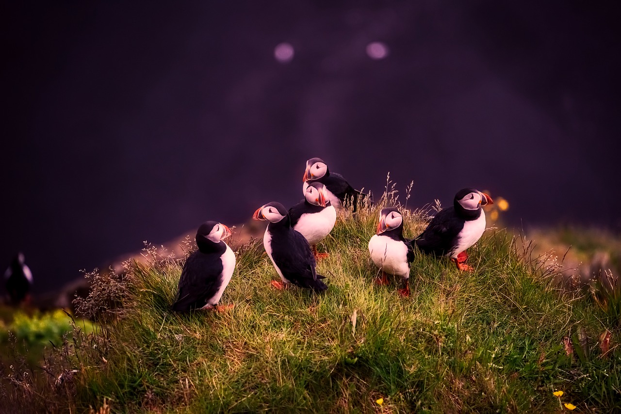 Image - puffins birds wildlife landscape