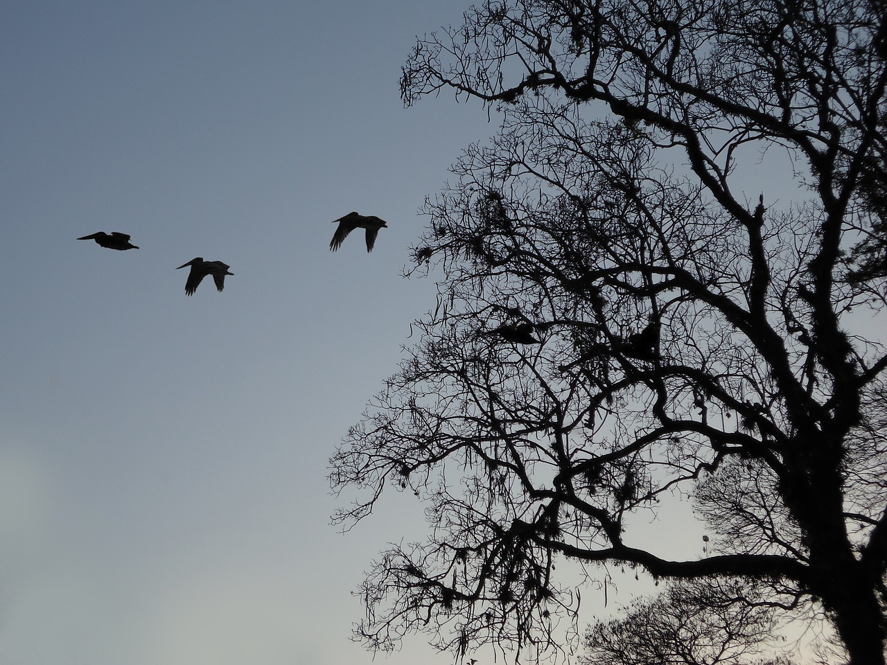 Image - tree branches birds sunset