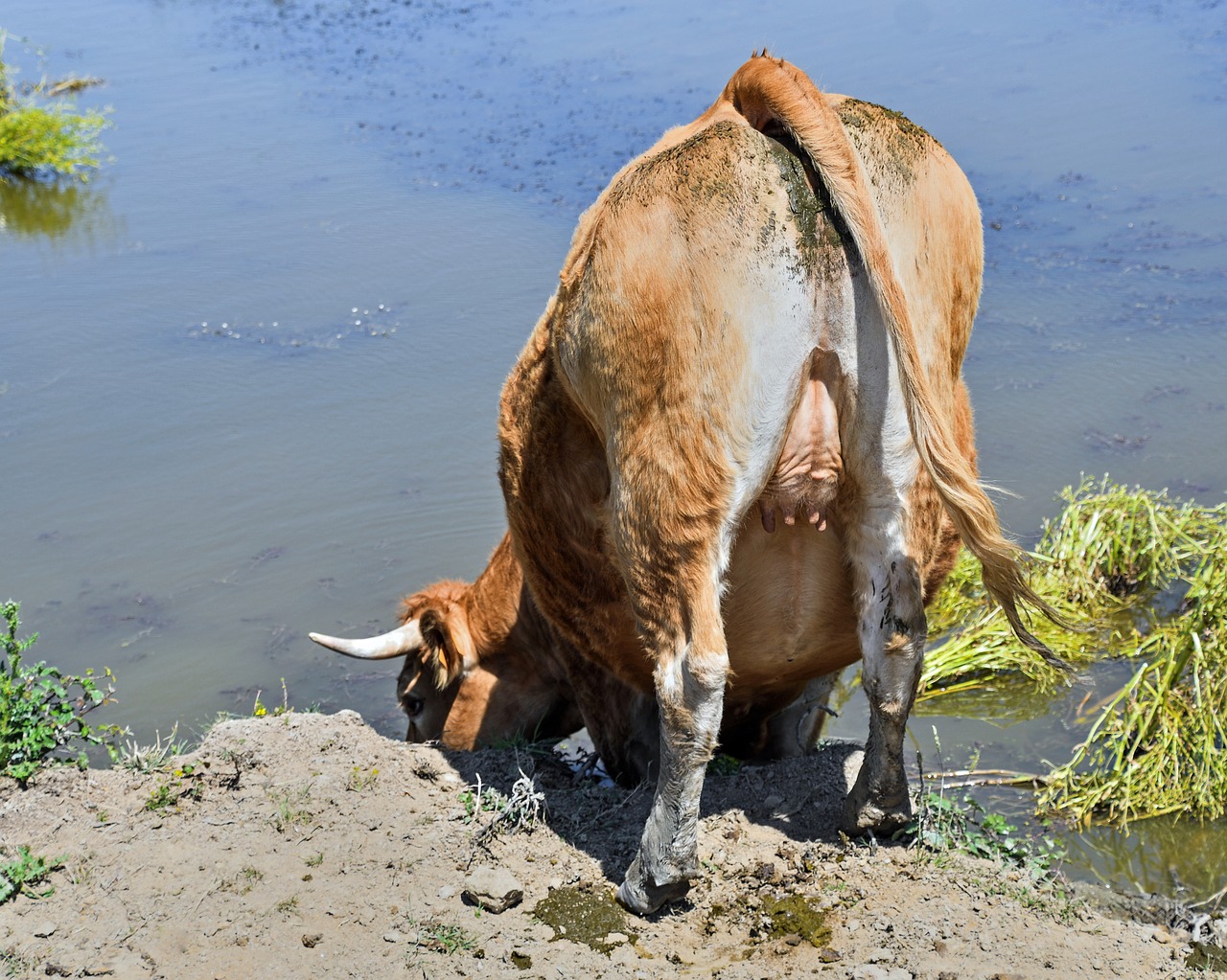 Image - cow limousine ass drink rousse