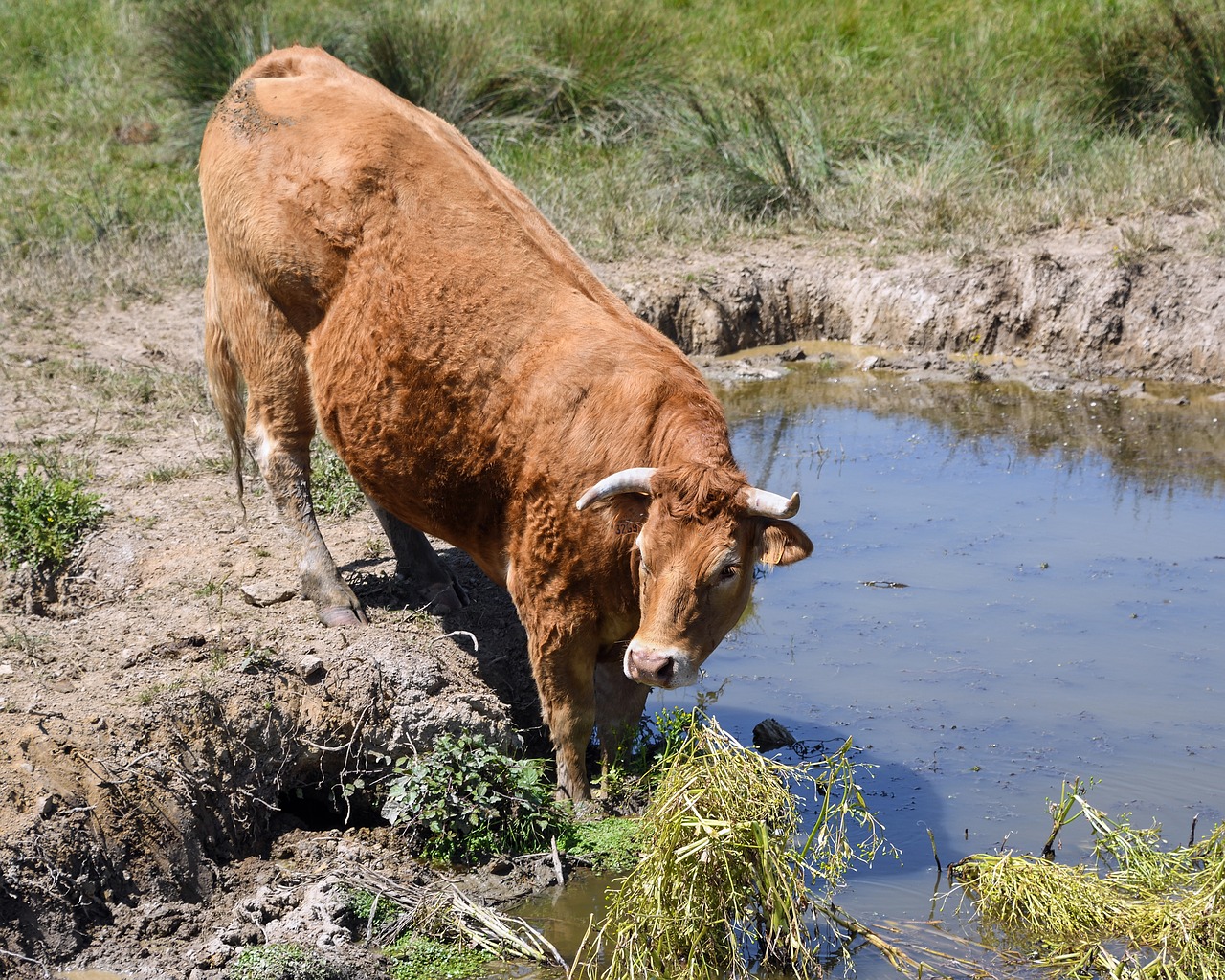 Image - cow limousine drink field rousse