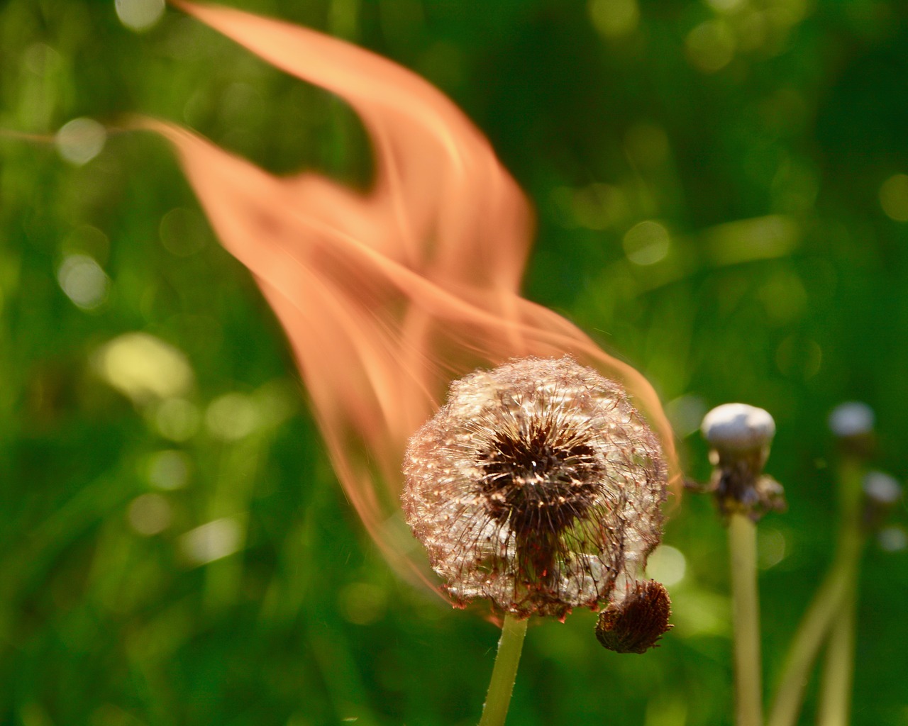 Image - fire dandelion wood flames