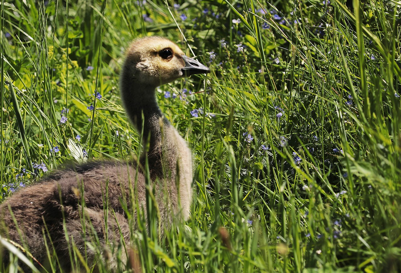 Image - goose young goose young bird