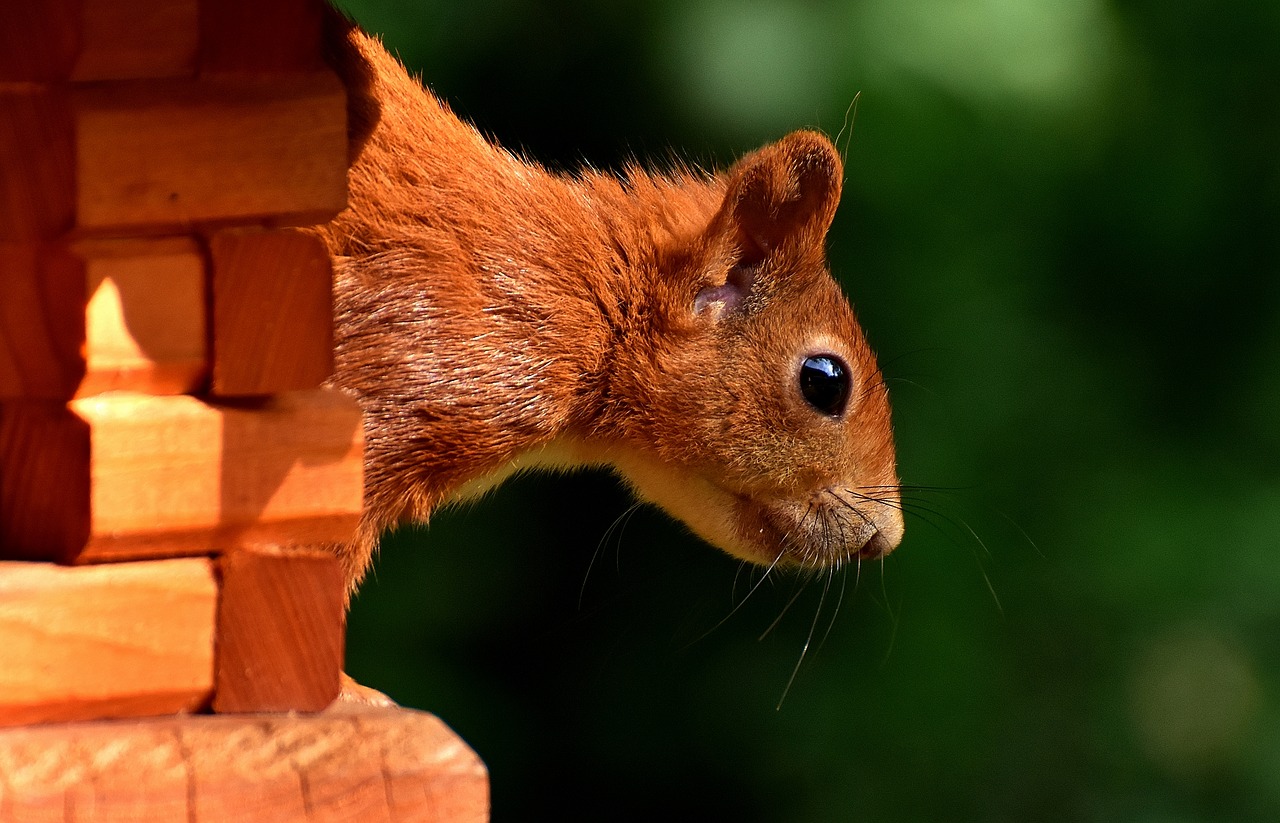 Image - squirrel nager garden rodent