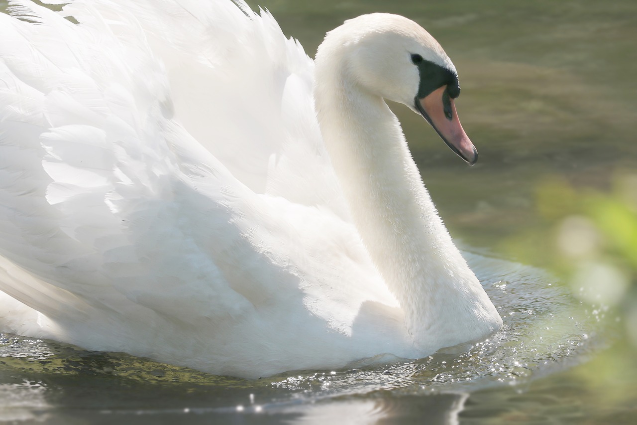 Image - swan lake water bird plumage