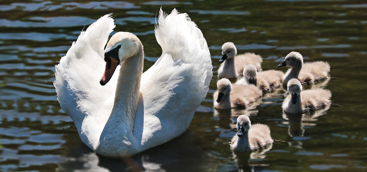 Image - swan swan babies baby swans