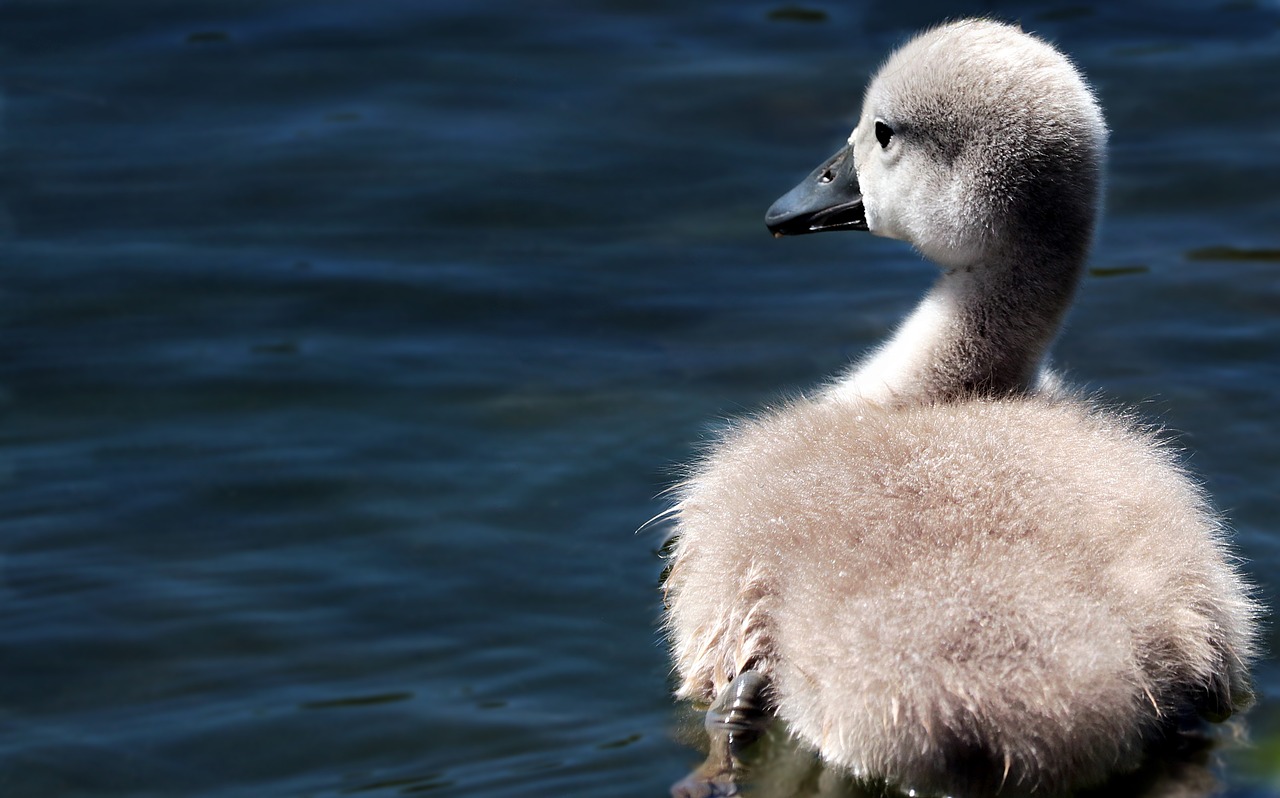 Image - swan swan baby baby swan lake