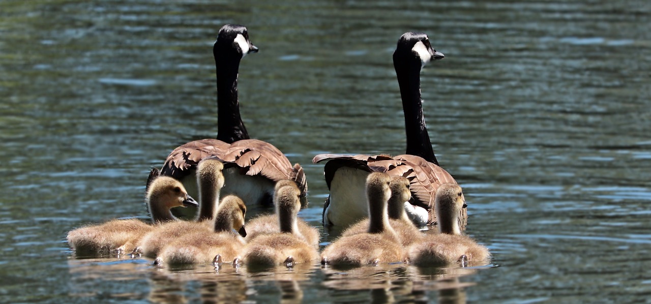 Image - geese goose family family goslings