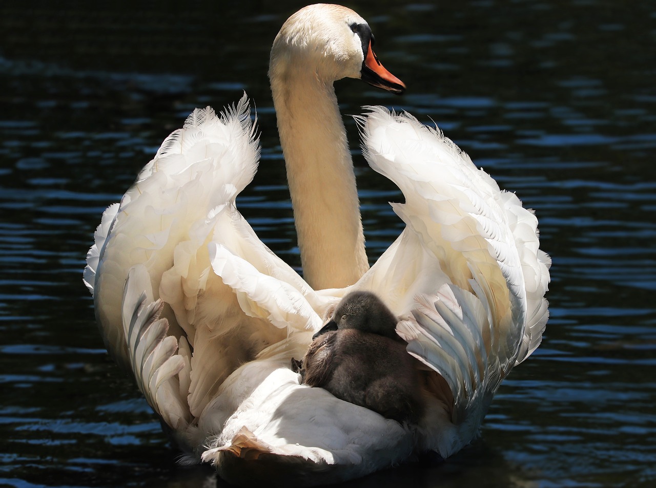 Image - swan baby swan white white swan