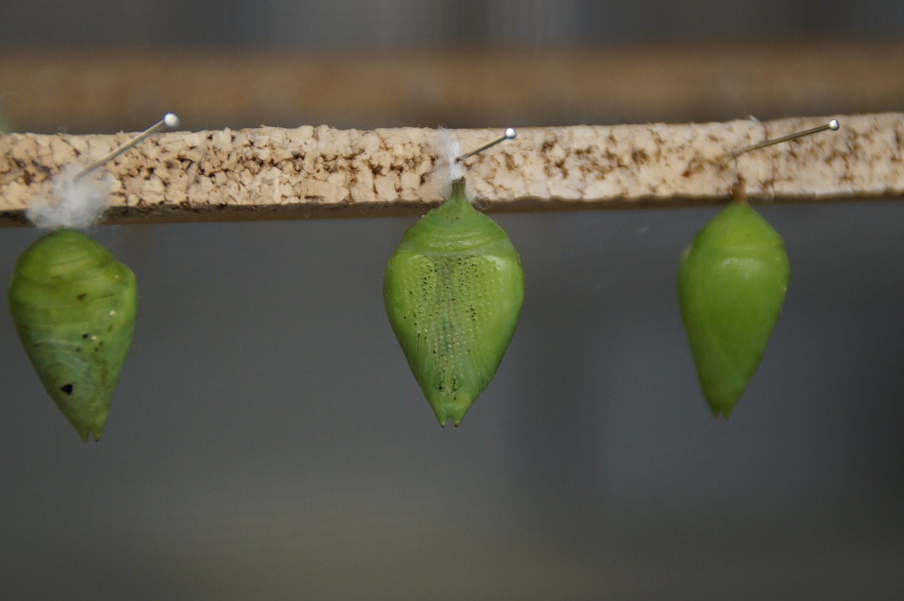 Image - dolls cocoon butterfly