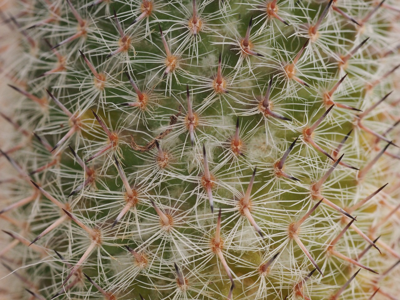 Image - cactus pointed greeting card plant