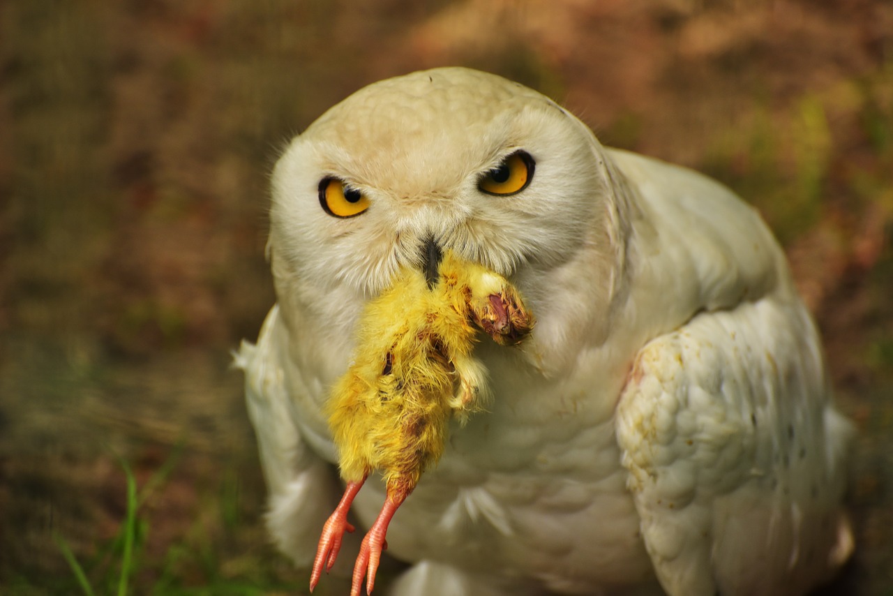 Image - owl snowy owl eat chicken feather