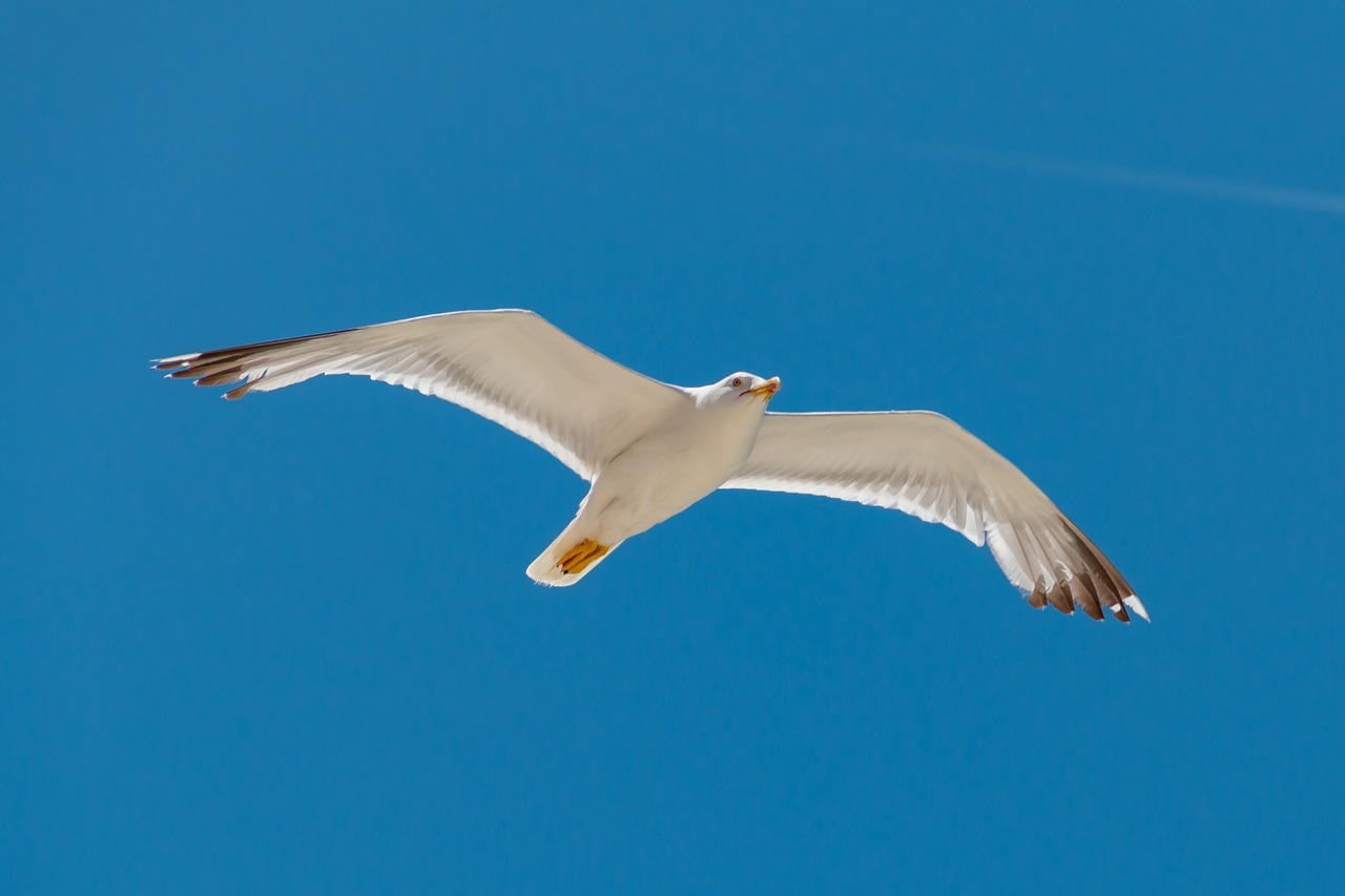 Image - fly sea bird seagull coast