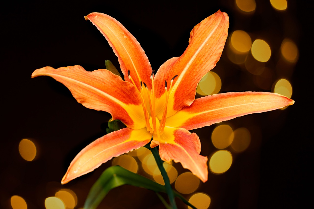 Image - flower orange isolated plant