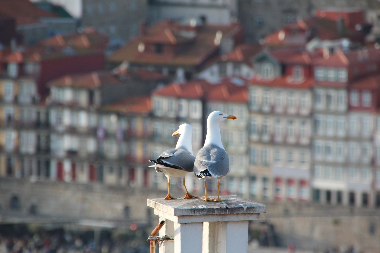 Image - gulls roof portugal porto