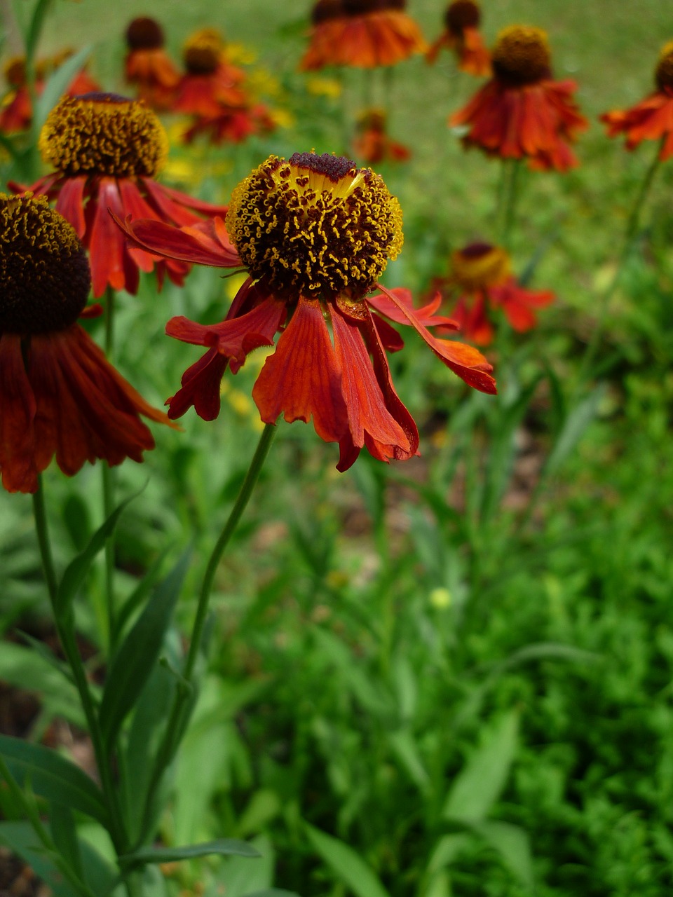 Image - mädchenauge nature flower garden