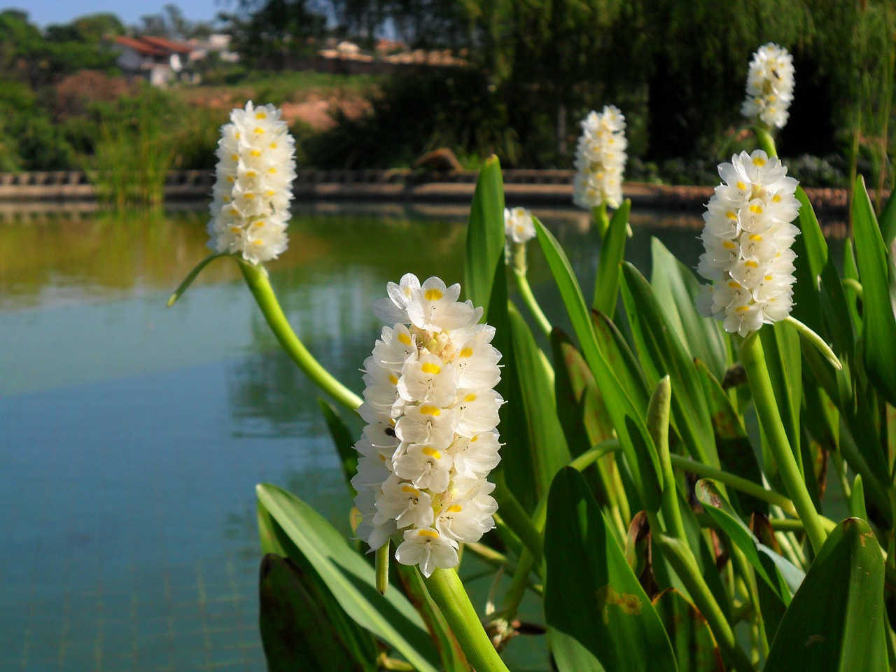 Image - pontedéria aquatic flowers garden