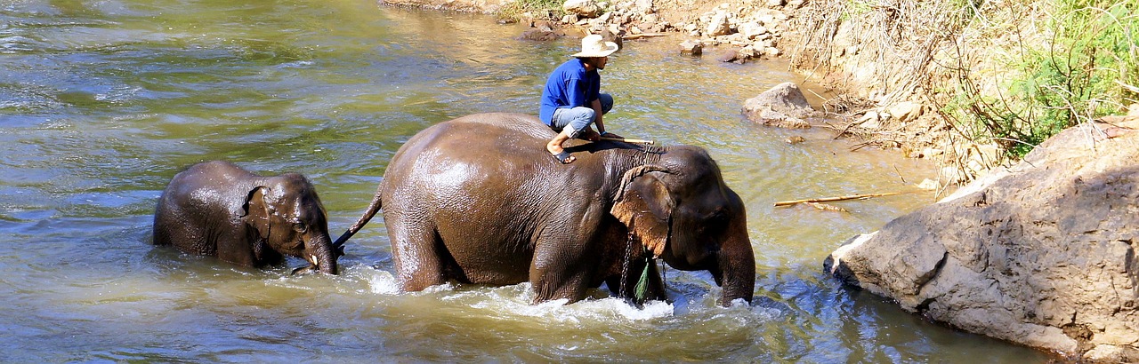 Image - elephant safari trekking chiang mai