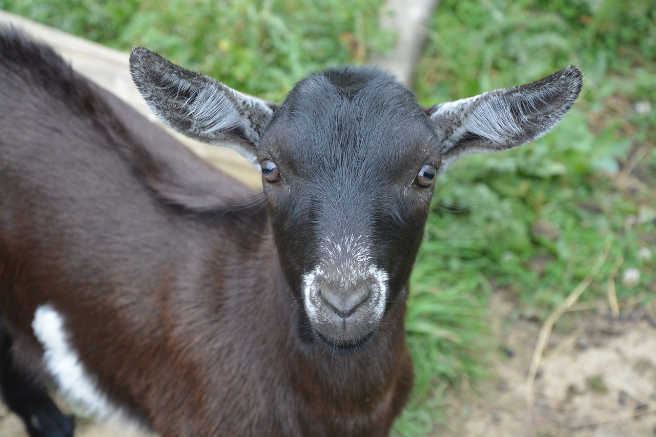 Image - kid small goat goat alpine