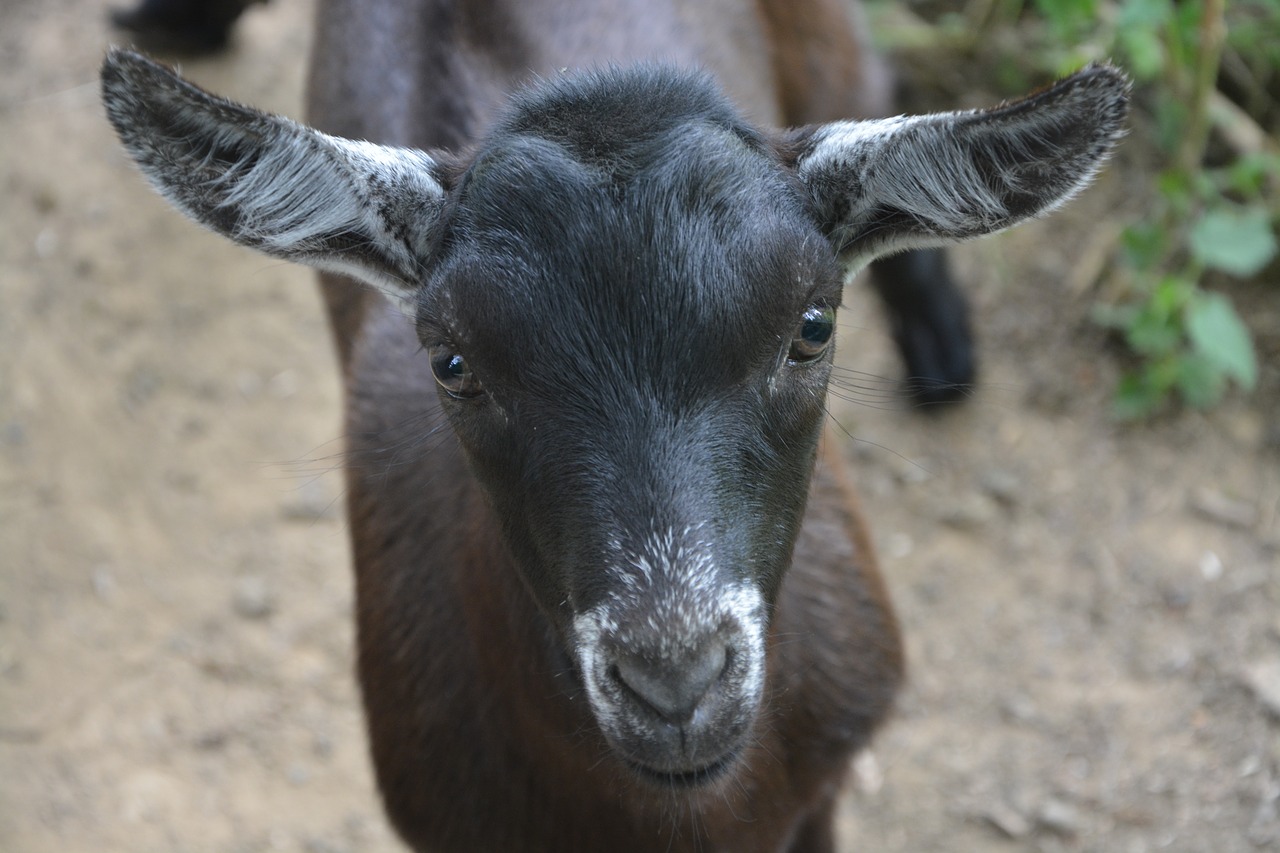 Image - goat goat alpine animal cute