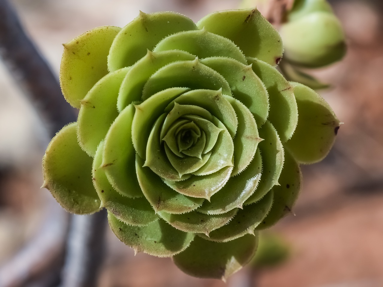 Image - cactus flower plant nature flora