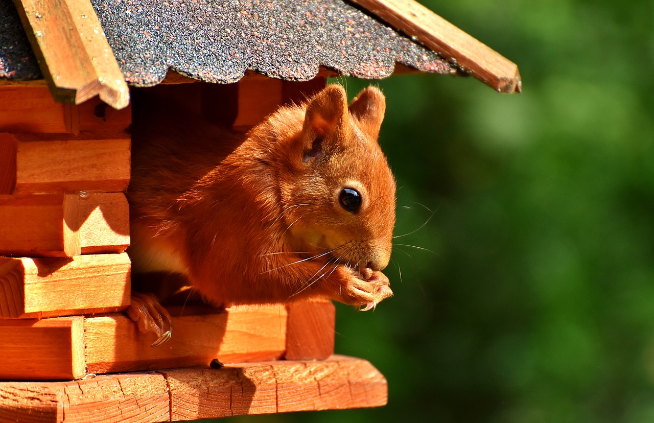 Image - squirrel nager garden rodent