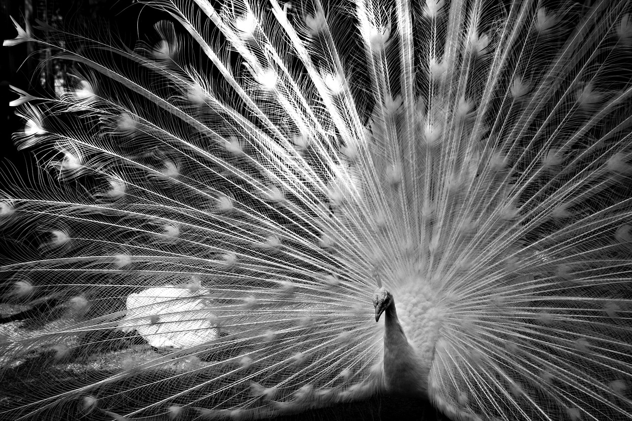 Image - showoff pattern feather posing