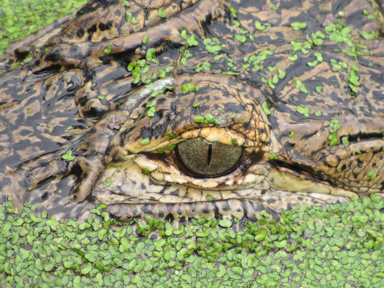 Image - aligator eye basking