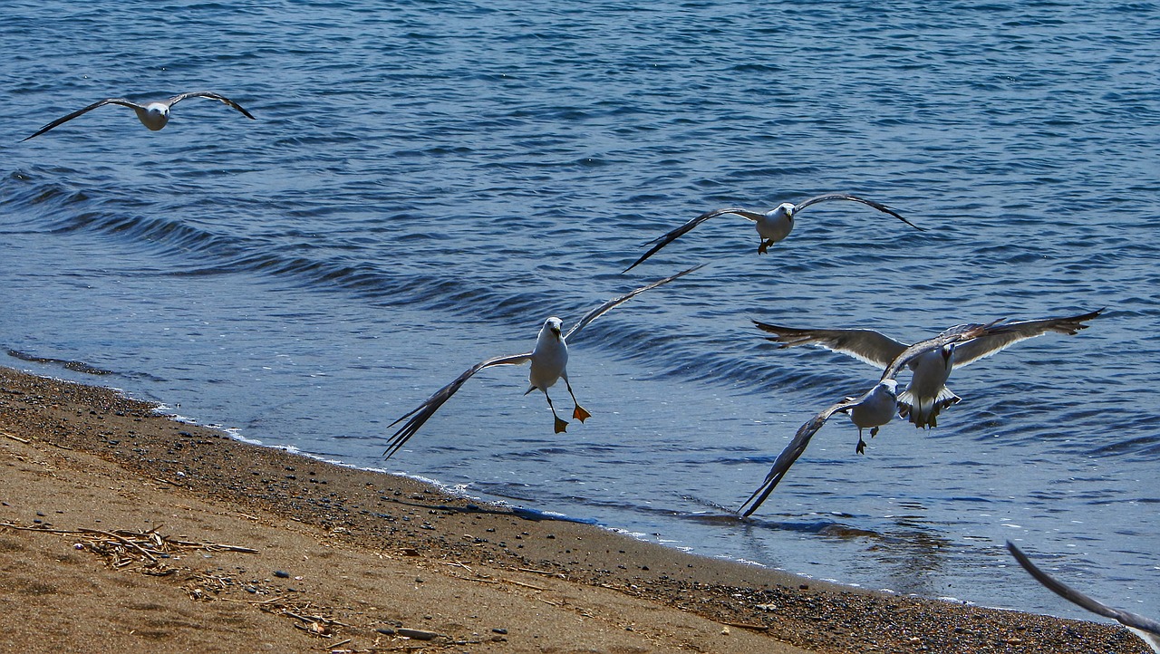 Image - animal sea beach wave seabird