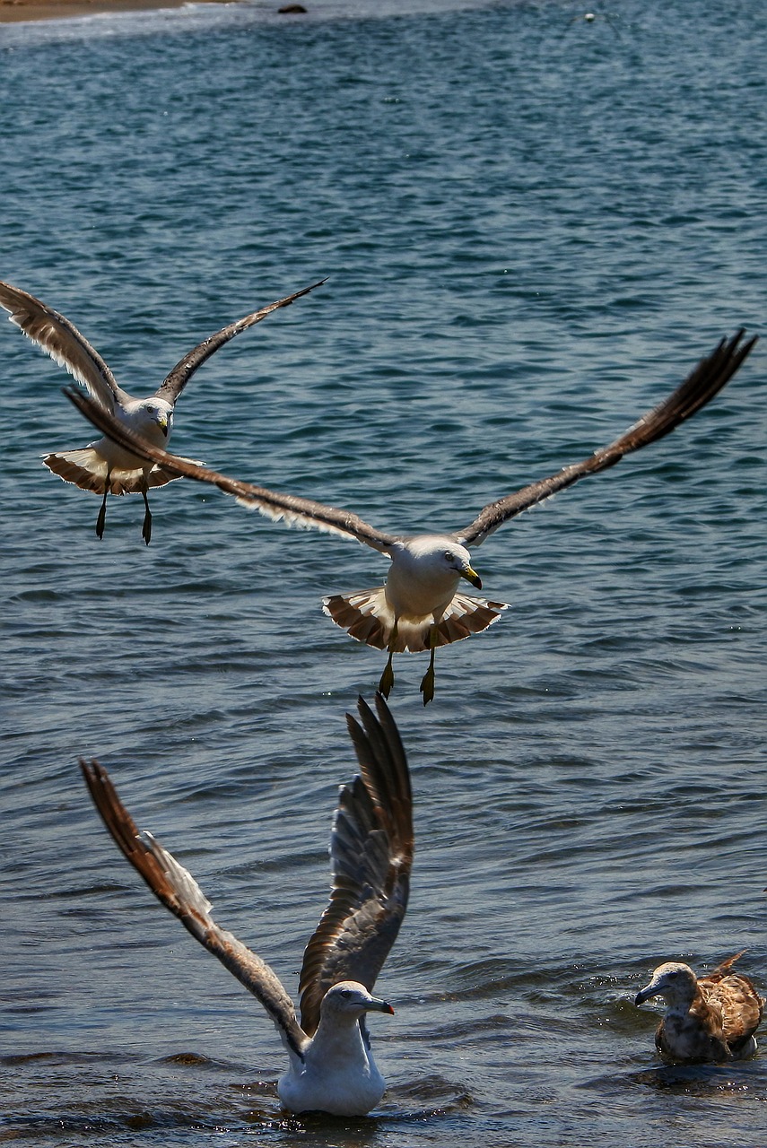Image - animal sea beach wave seabird