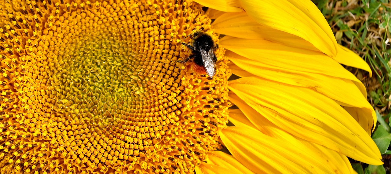 Image - sun flower hummel summer yellow