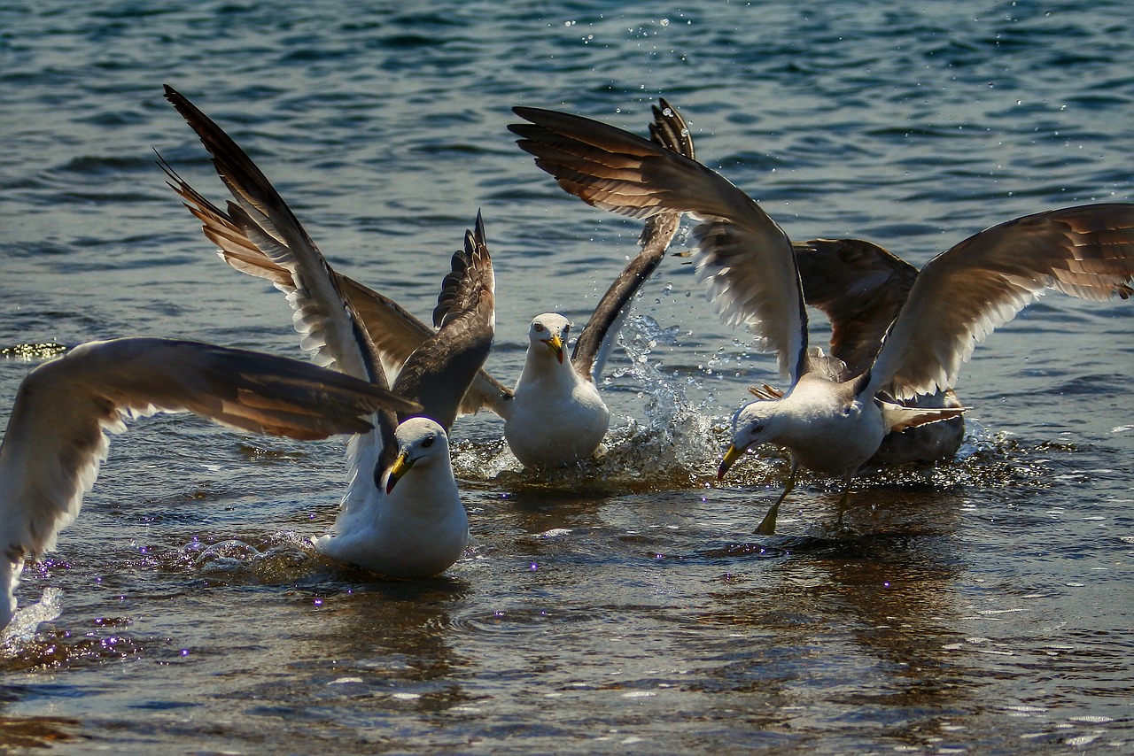 Image - animal sea beach wave seabird