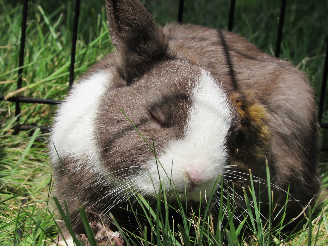 Image - bunny rabbit netherlands dwarf cute