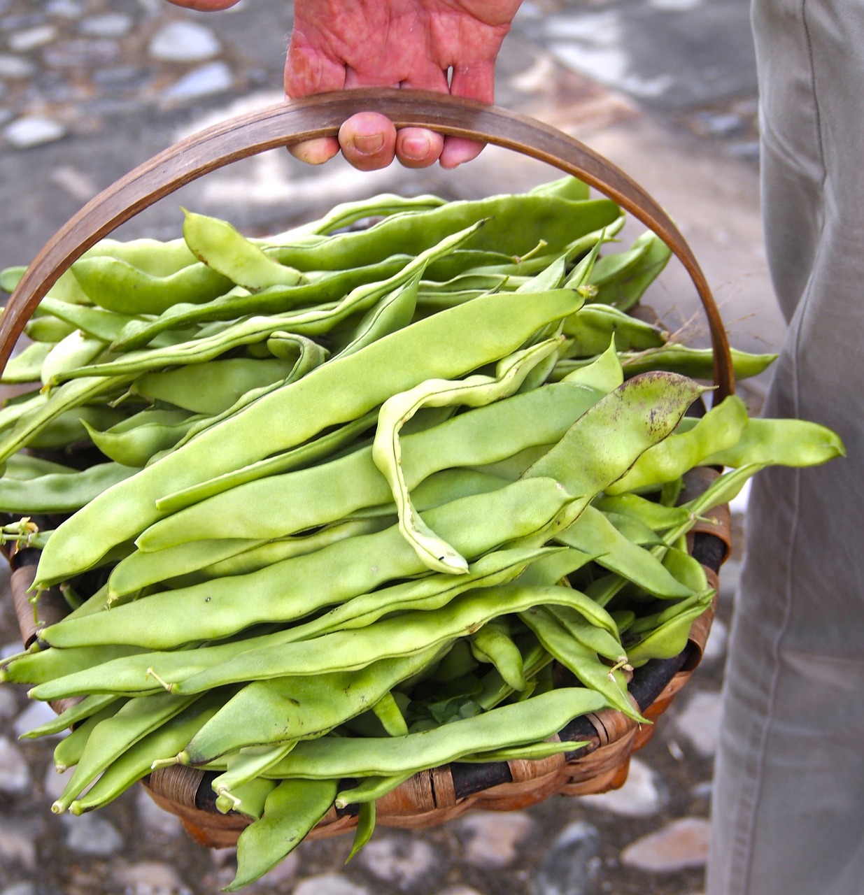 Image - harvest beans organic ingredient