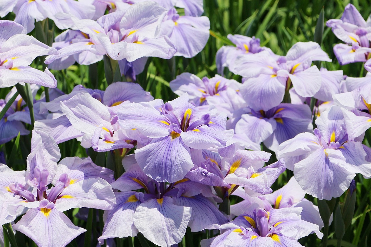 Image - iris flowers june japan