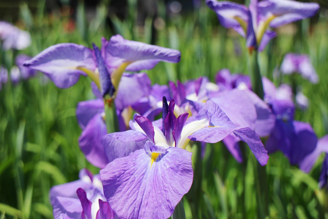 Image - iris flowers june japan