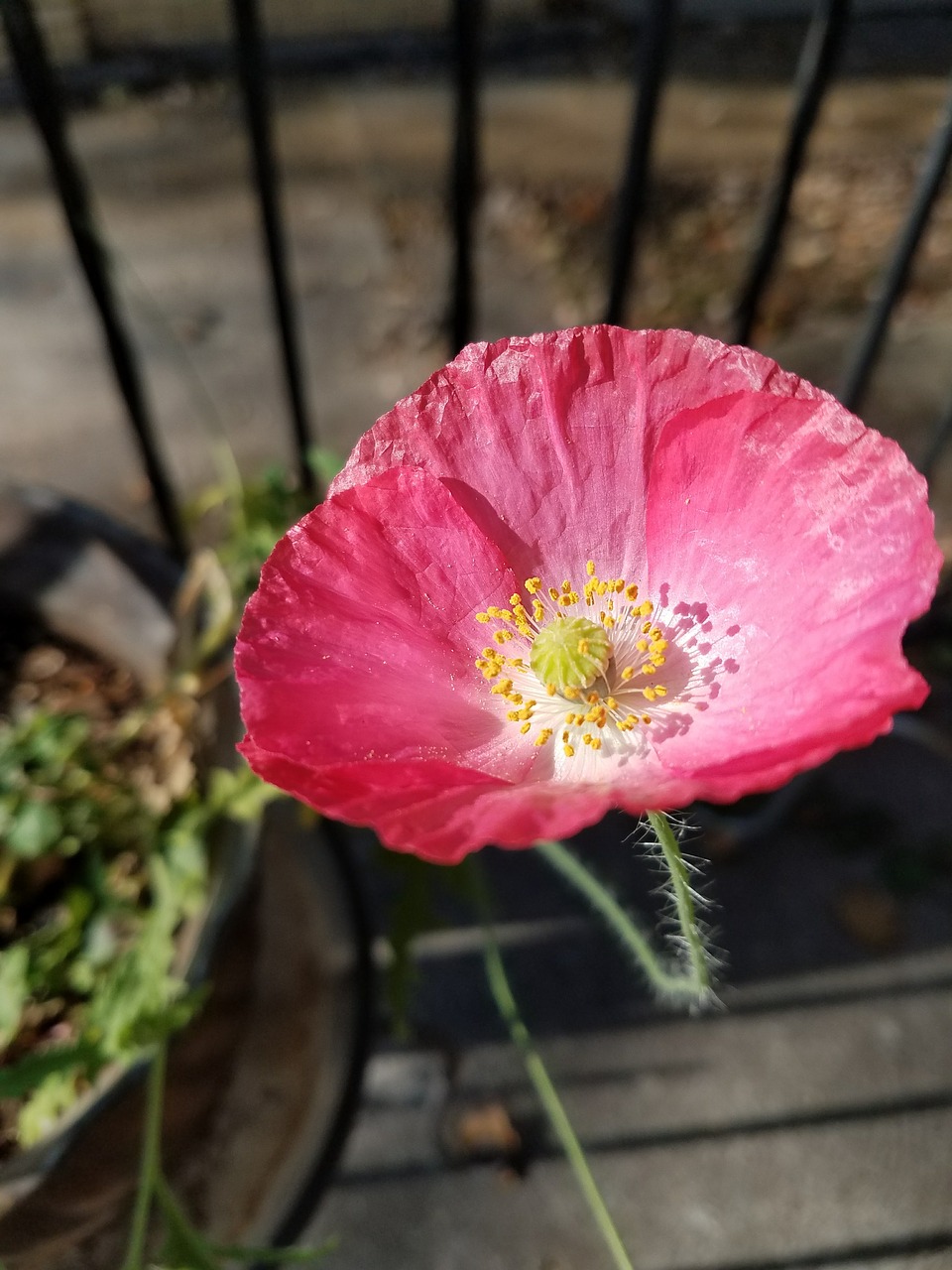 Image - pink poppy flower california poppy