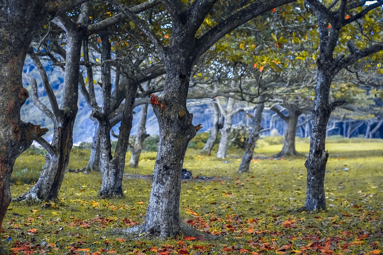 Image - forest trees mato nature twigs