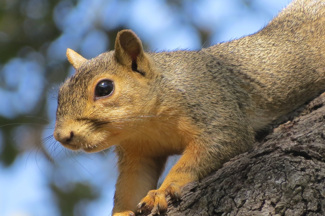 Image - squirrel close up wild cute brown