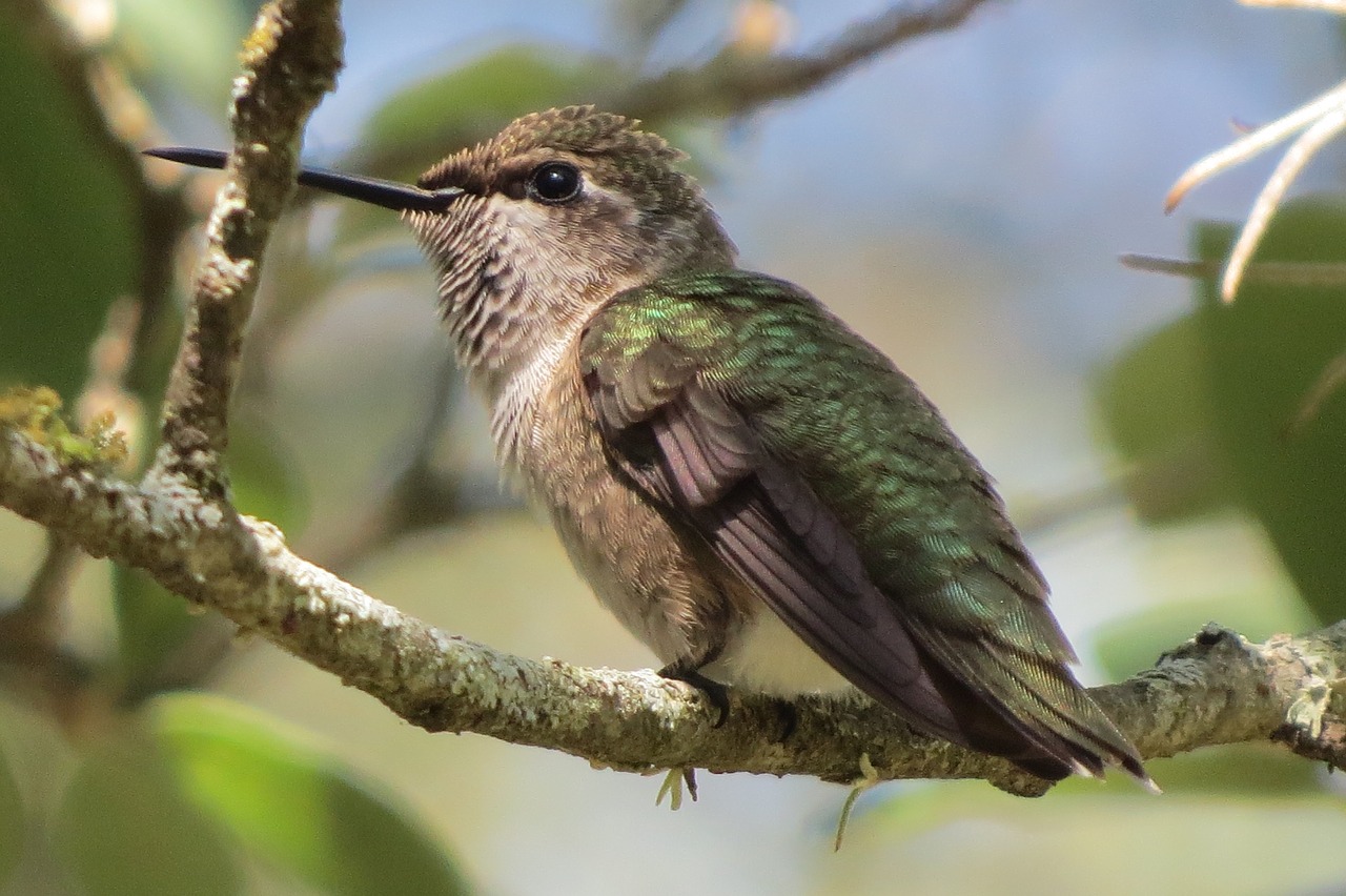 Image - hummingbird close up green tree