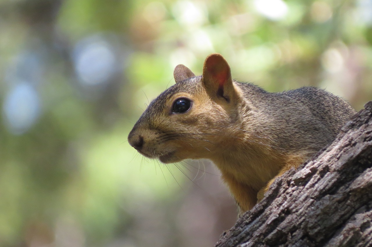 Image - squirrel close up tree nature