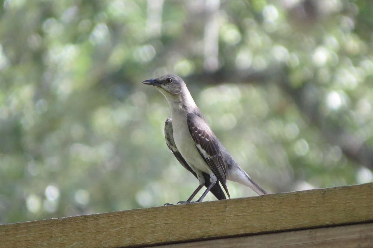 Image - mockingbird wild songbird nature