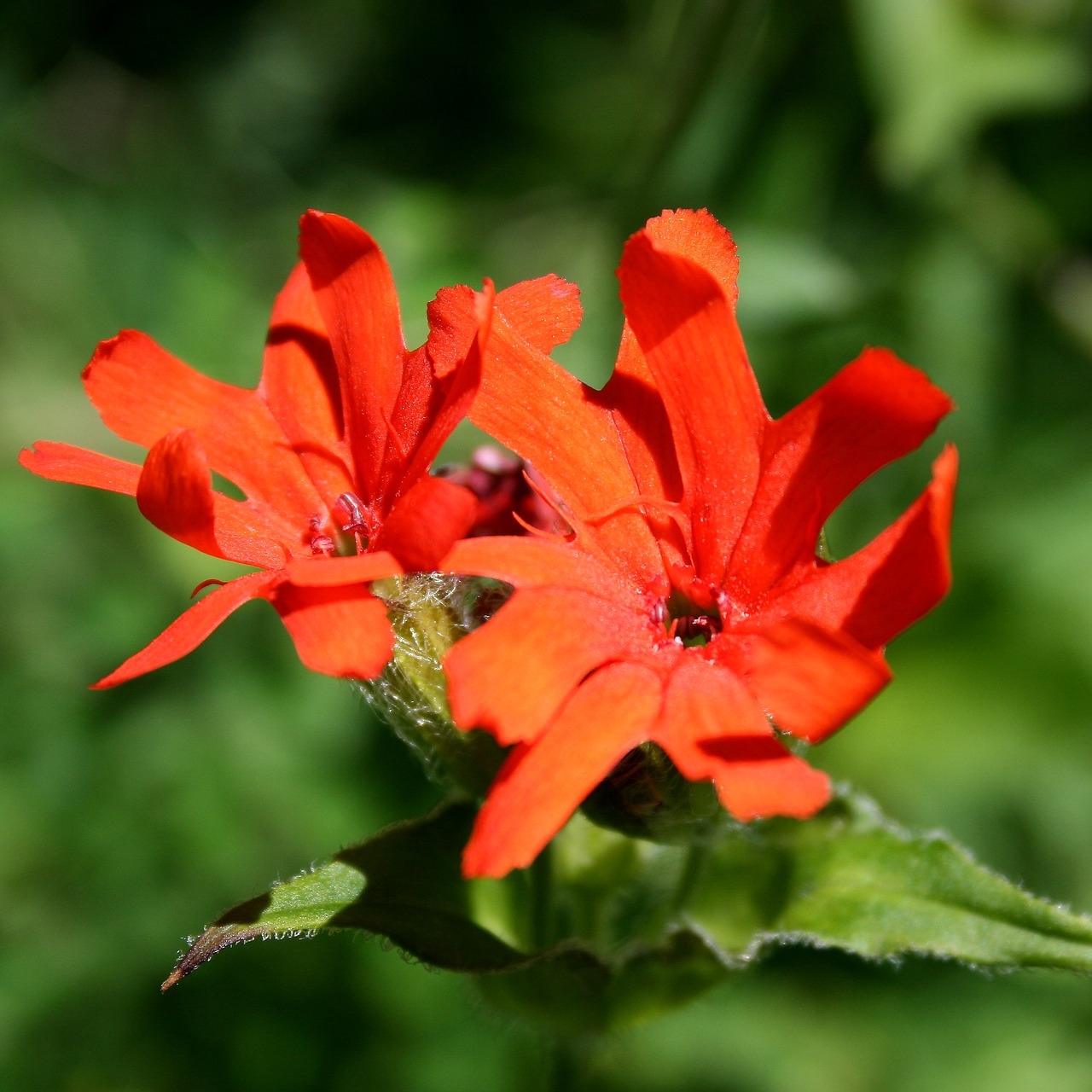 Image - fluffy floating flowers wildflower