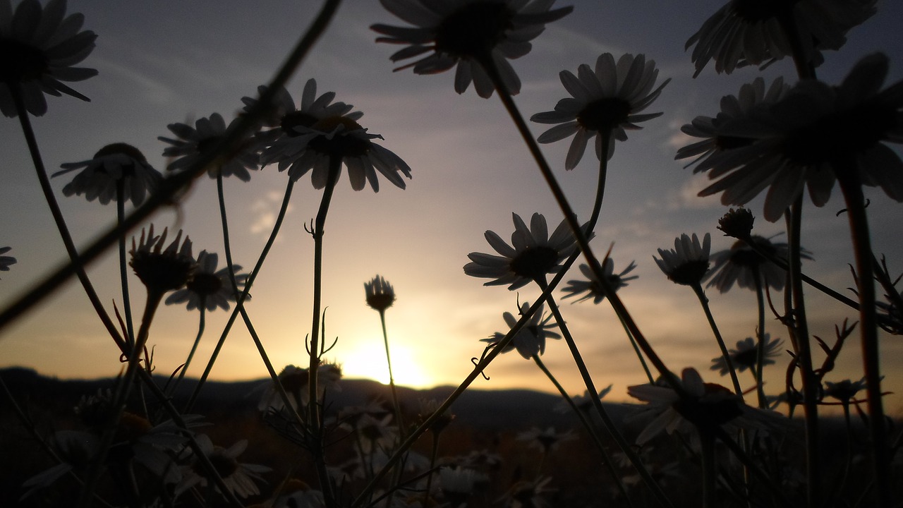 Image - flower sunset daisy nature plant