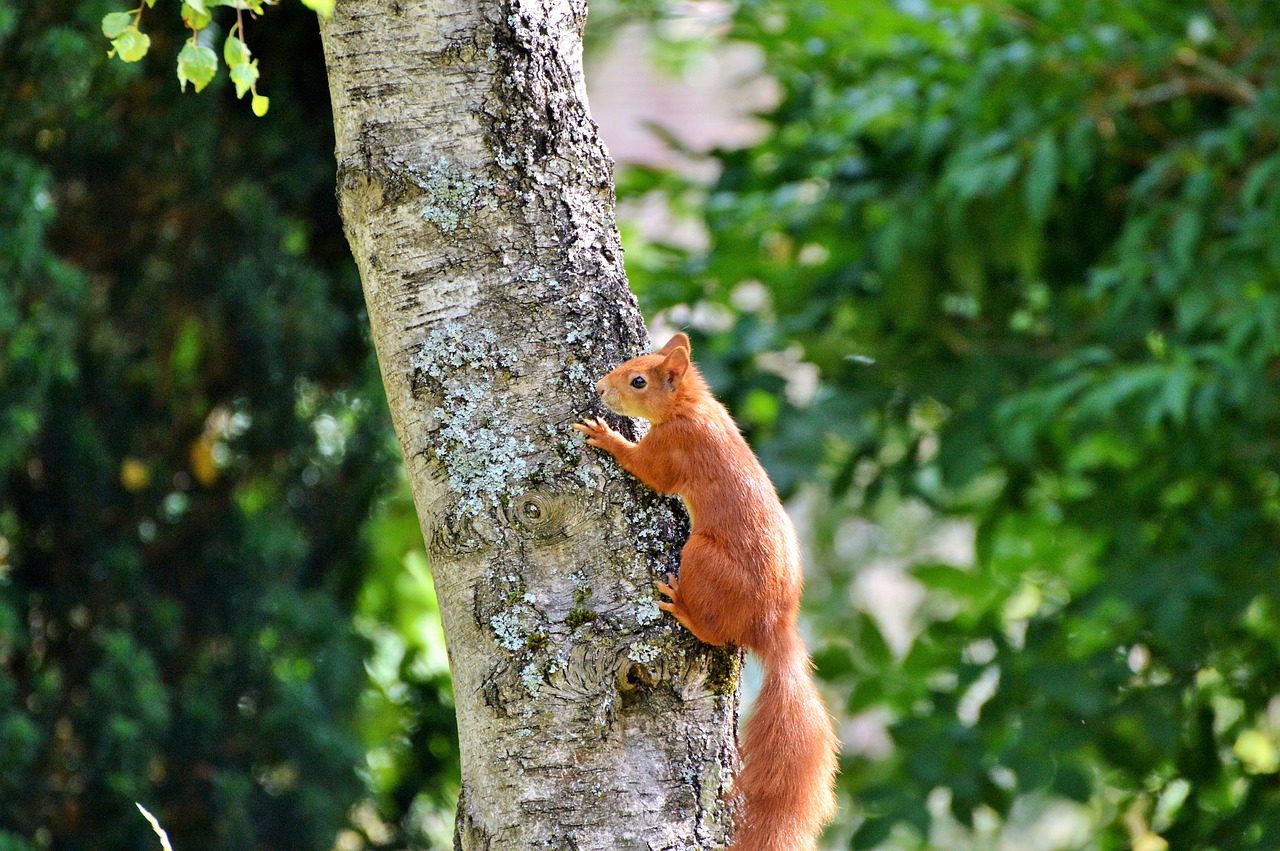 Image - squirrel rodent forest animals