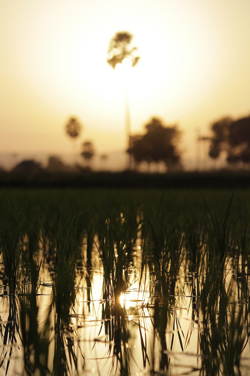 Image - sunset farm fields saturated macro