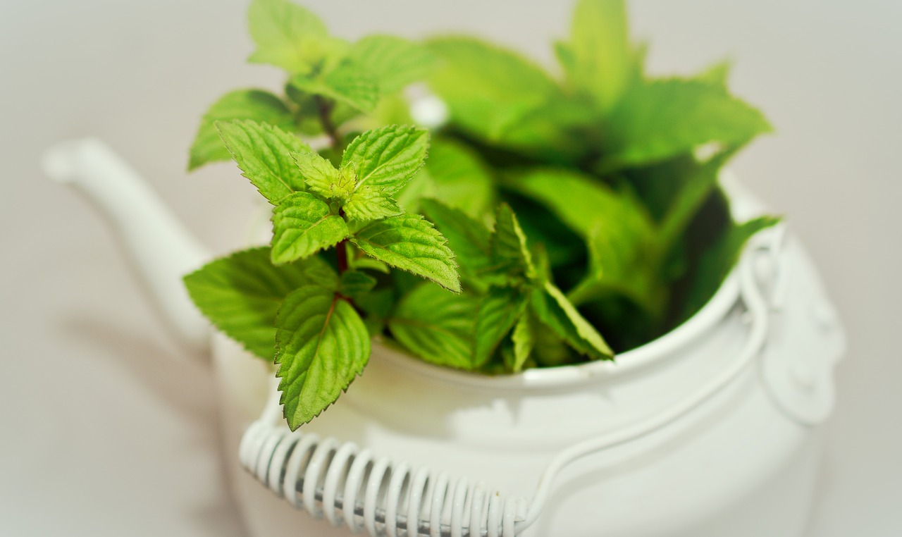 Image - peppermint medicinal plant