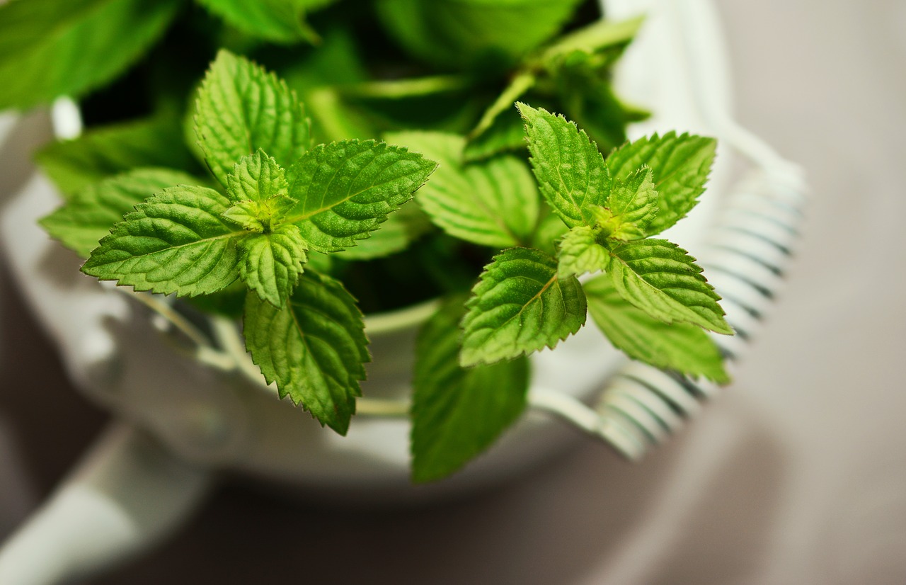 Image - peppermint medicinal plant