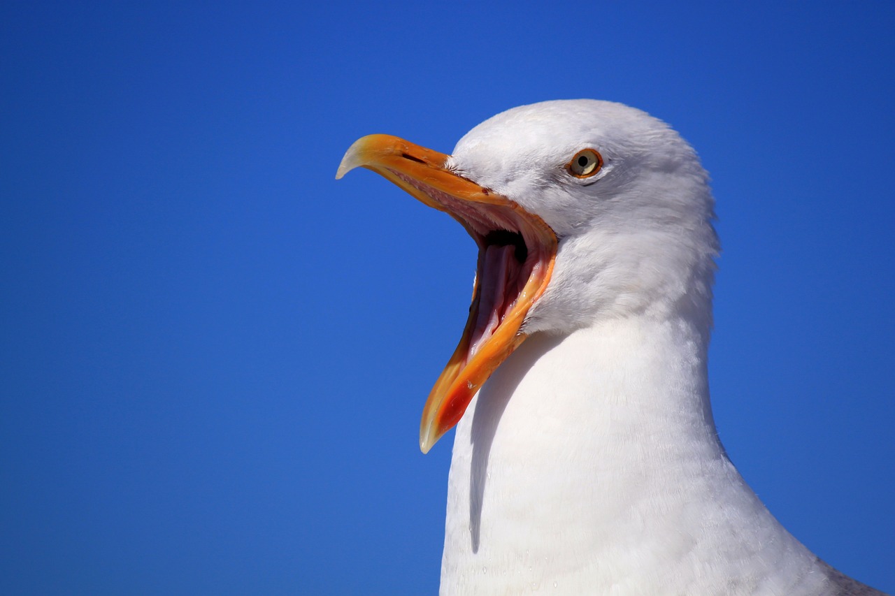 Image - seagull sky holiday bird bill